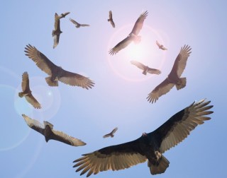 vultures-circling